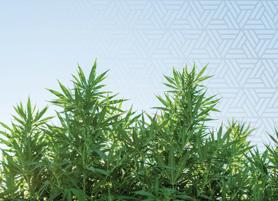 Cannabis plants