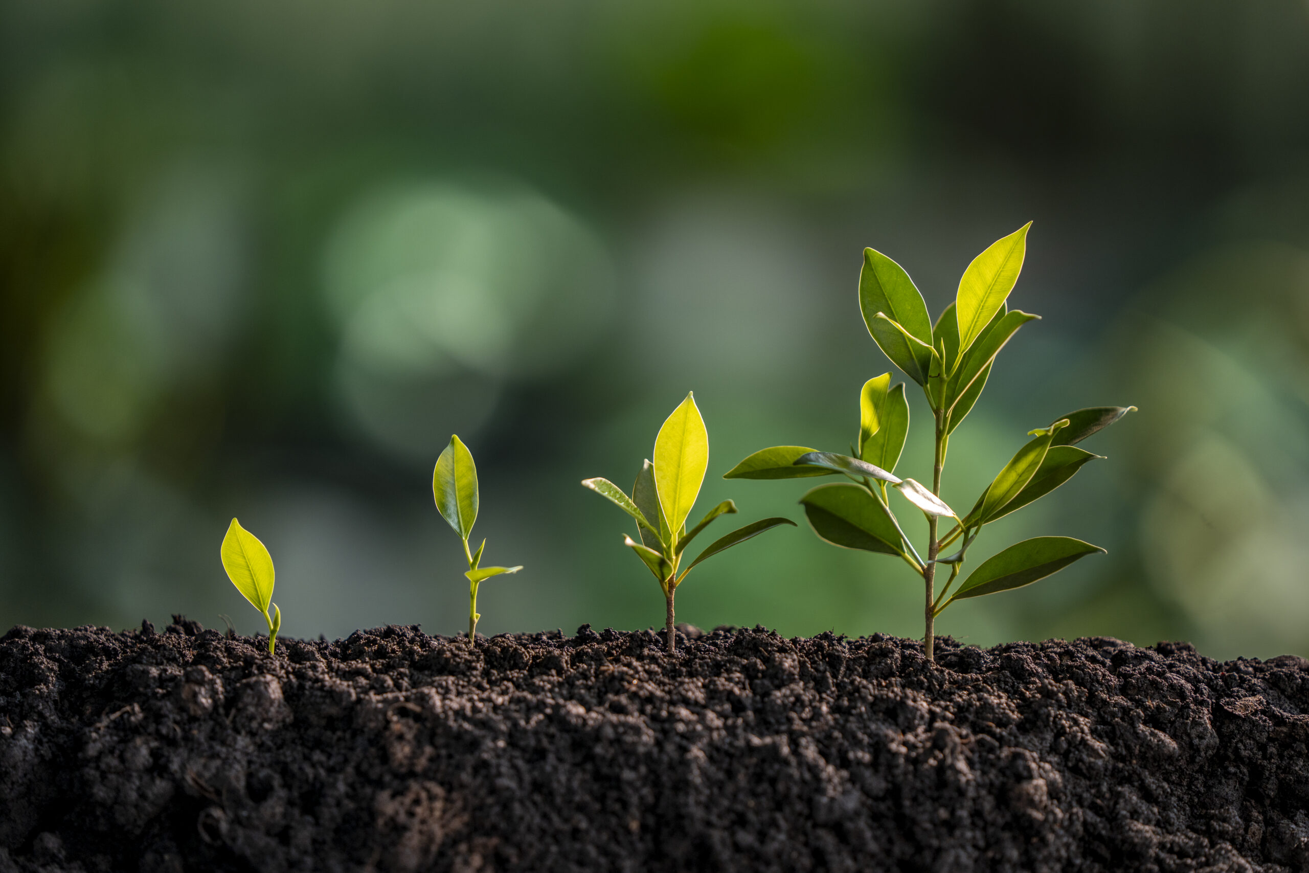 Four green seedlings showing the progression of growth, symbolizing development and future planning.